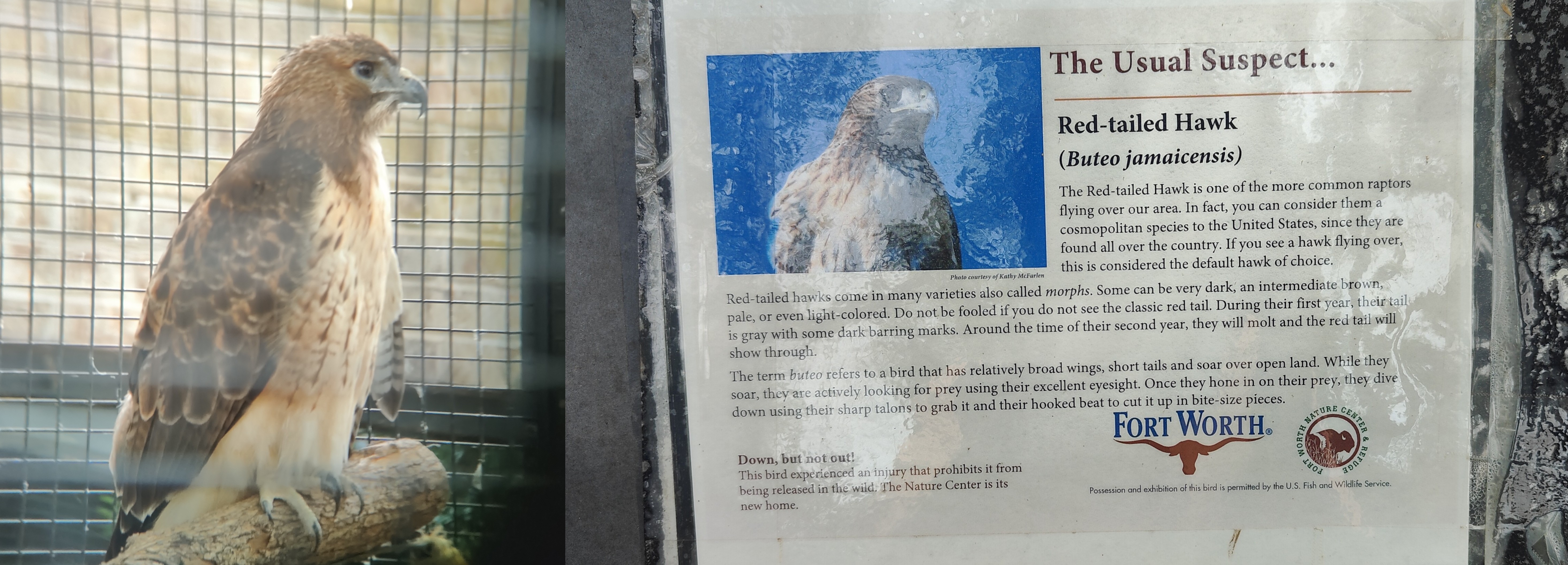 红尾𫛭(Red-tailed Hawk) @Fort Worth Nature Center & Refuge