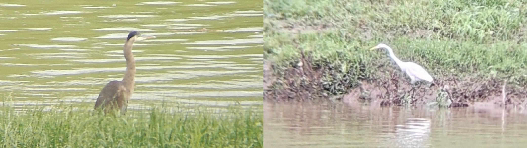 左:大蓝鹭(Great Blue Heron);右:大白鹭(Great Egret) @Stockyards