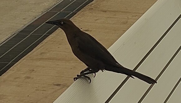 大尾拟八哥(Great-tailed Grackle) @DFW Airport