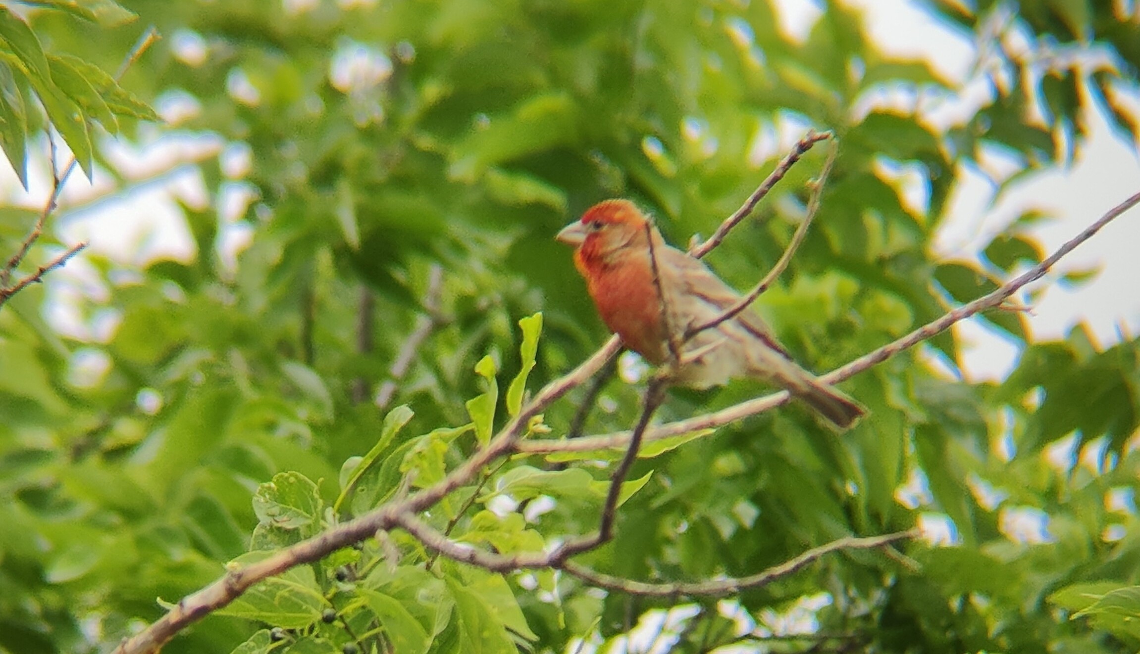 家朱雀(House Finch) @Cedar Hill State Park