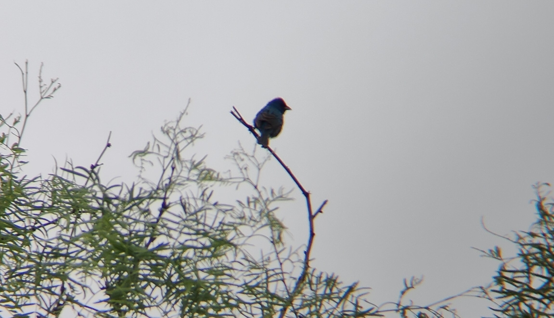 靛蓝彩鹀(Indigo Bunting) @Cedar Hill State Park