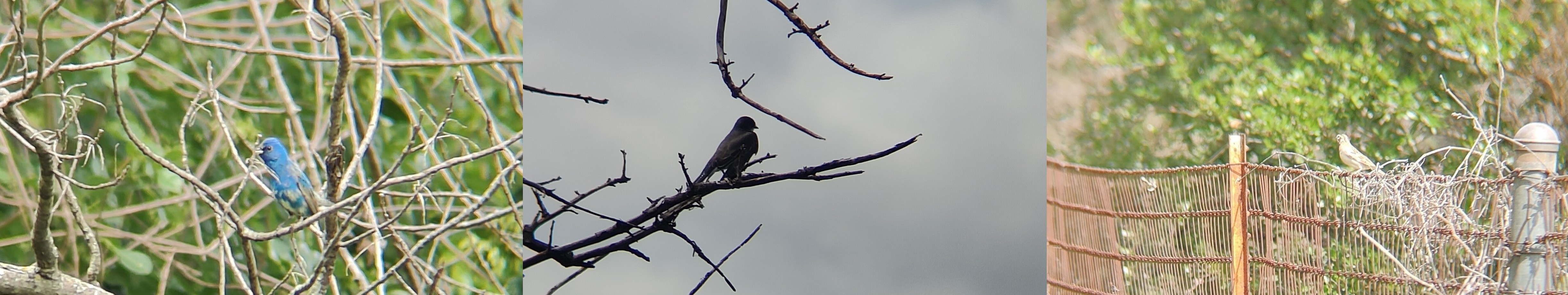 左:靛蓝彩鹀(Indigo Bunting);中:东王霸鹟(Eastern Kingbird);右:云雀鹀(Lark Sparrow) @Fort Worth Nature Center & Refuge