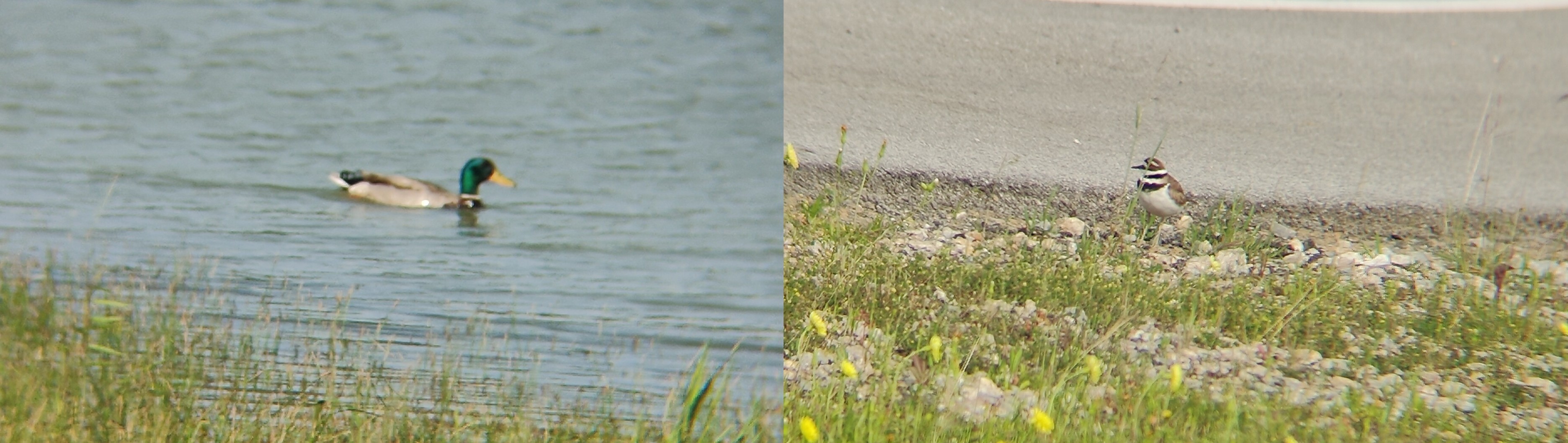 左:绿头鸭(Mallard);右:双领鸻(Killdeer) @Cedar Hill State Park