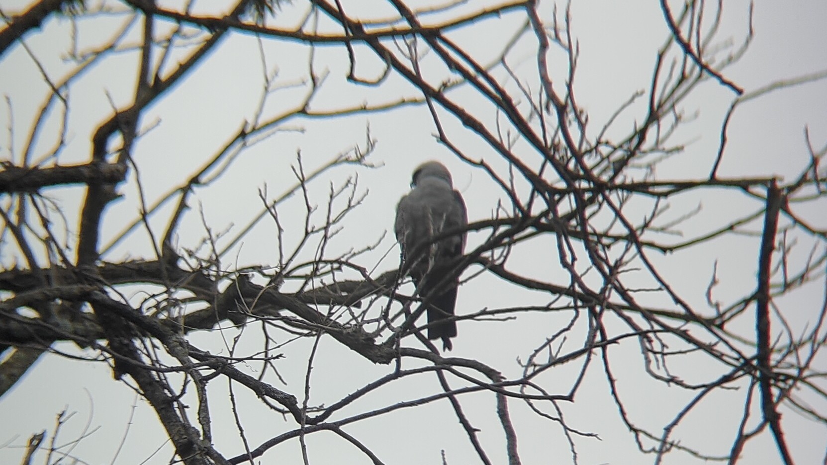 密西西比灰鸢(Mississippi Kite) @Kelley Park
