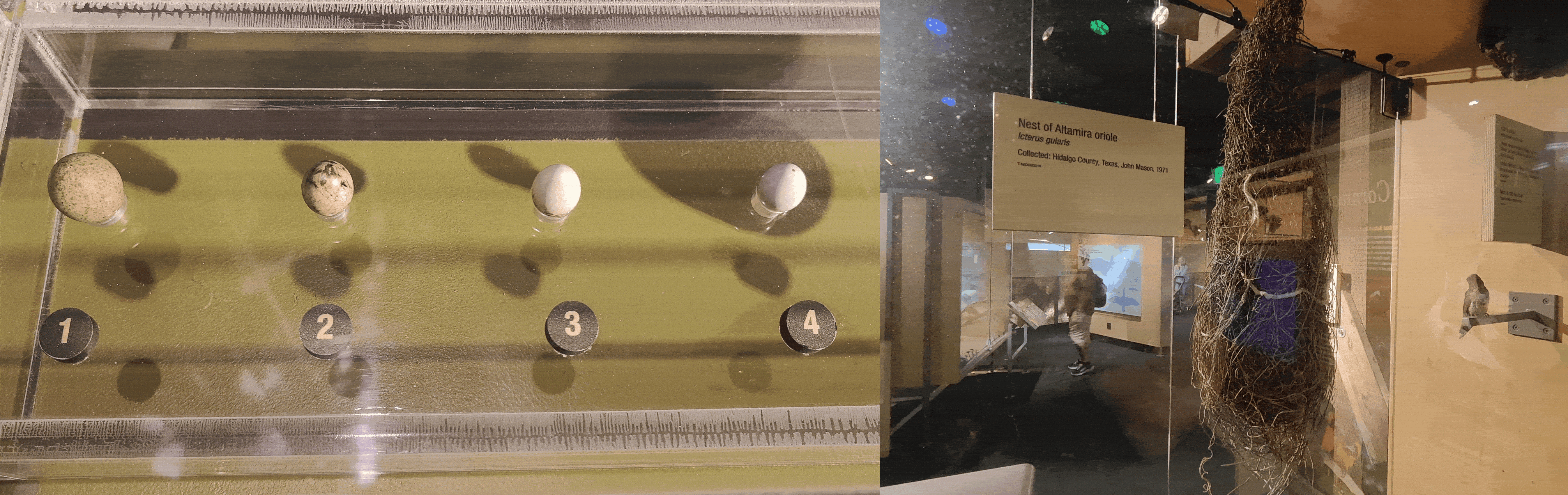 左:不同的鸟蛋的展示;右:不同的鸟巢的展示