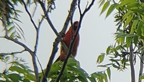 主红雀(Northern Cardinal) @Kelley Park