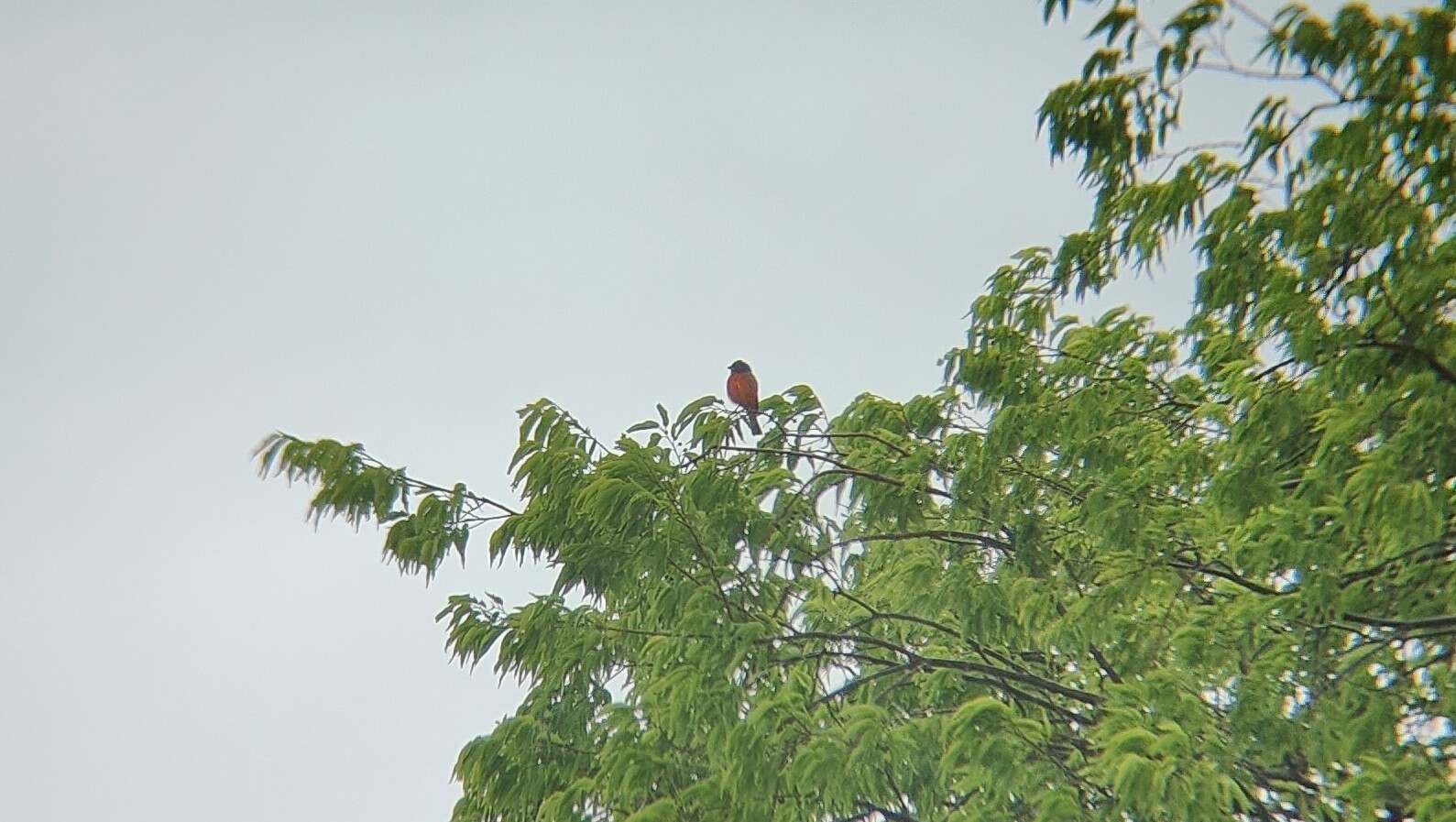丽彩鹀(Painted Bunting) @Cedar Hill State Park