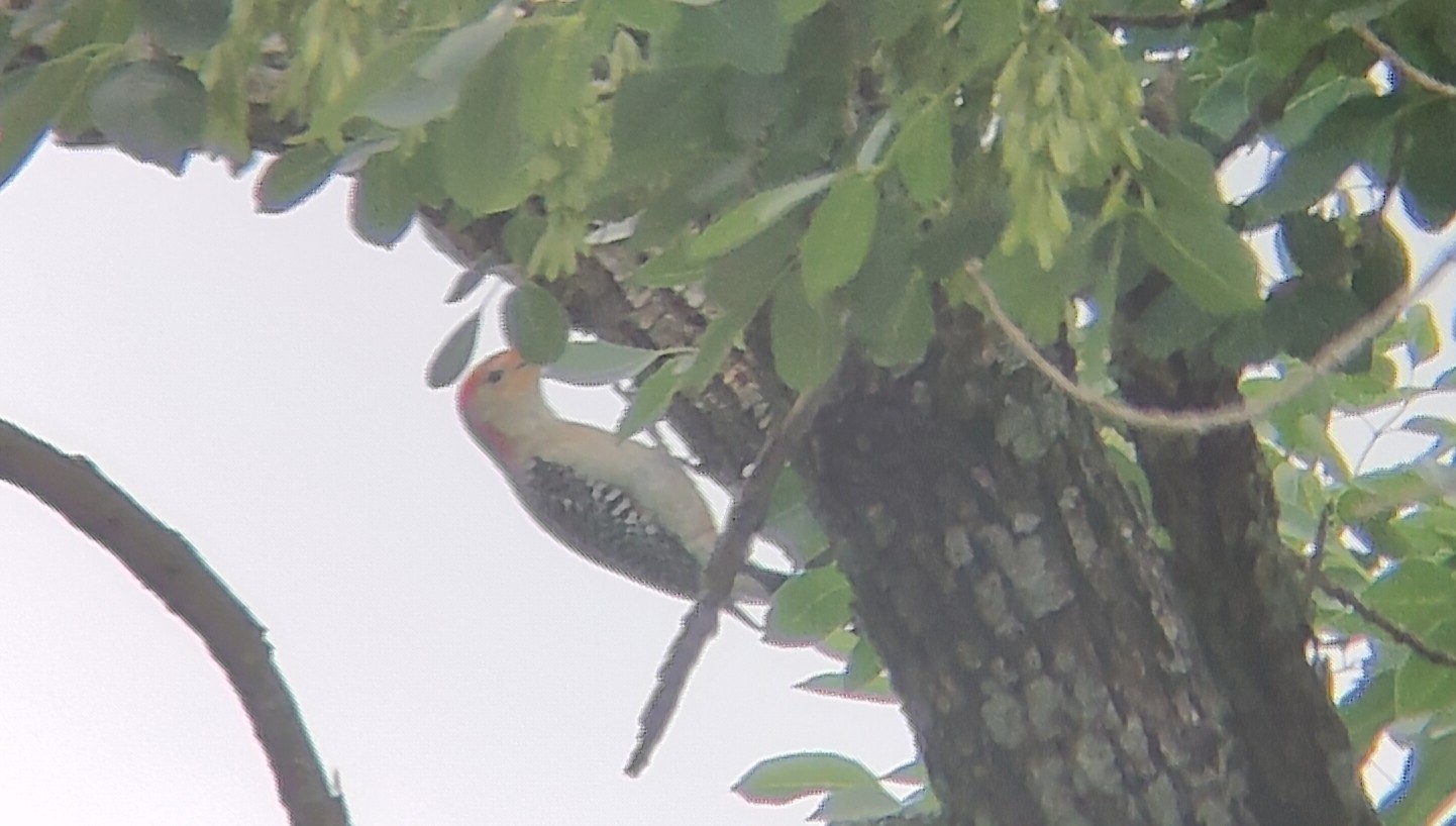 红腹啄木鸟(Red-bellied Woodpecker) @Kelley Park
