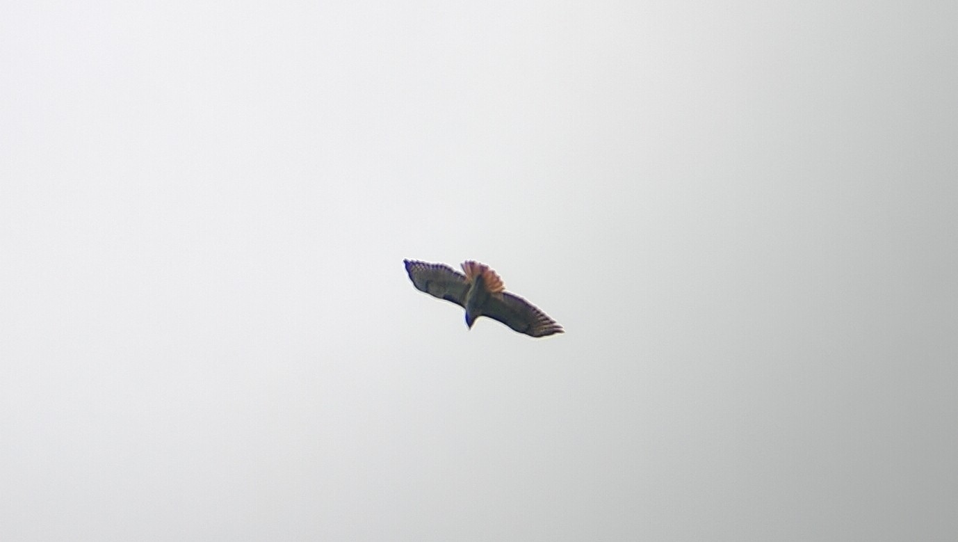 红尾𫛭(Red-tailed Hawk) @Fort Worth Nature Center & Refuge