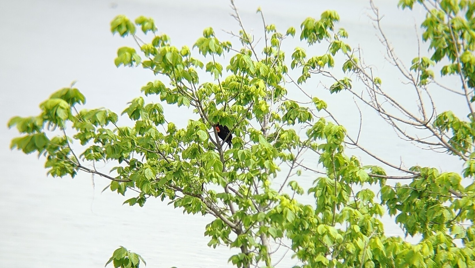红翅黑鹂(Red-winged Blackbird) @The Dallas Arboretum and Botanical Garden