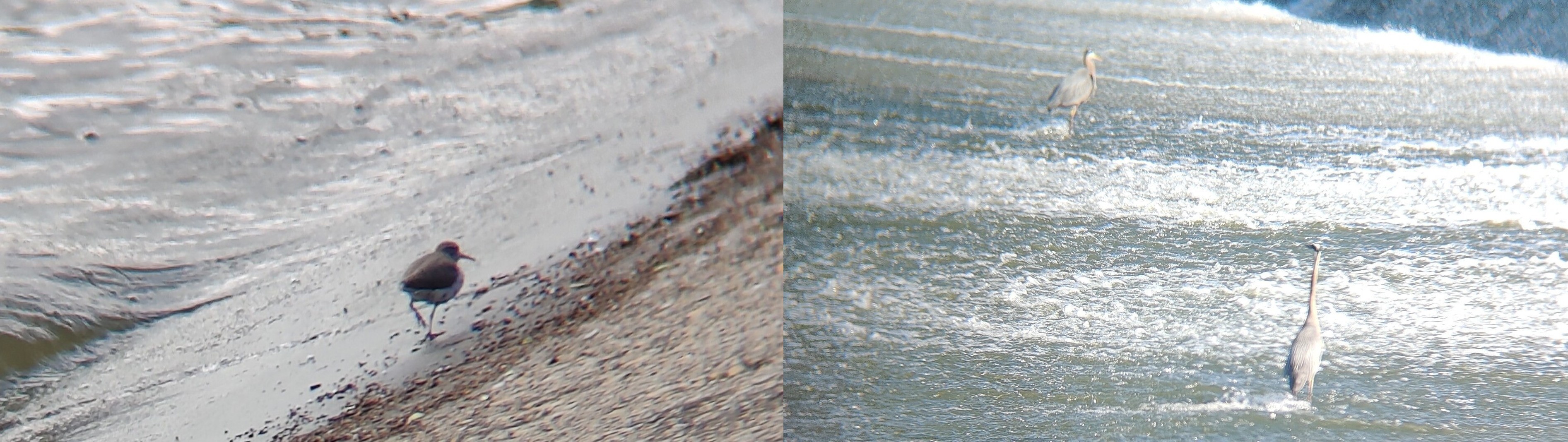 左:斑腹矶鹬(Spotted Sandpiper);右:两只大蓝鹭(Great Blue Heron) @White Rock Lake
