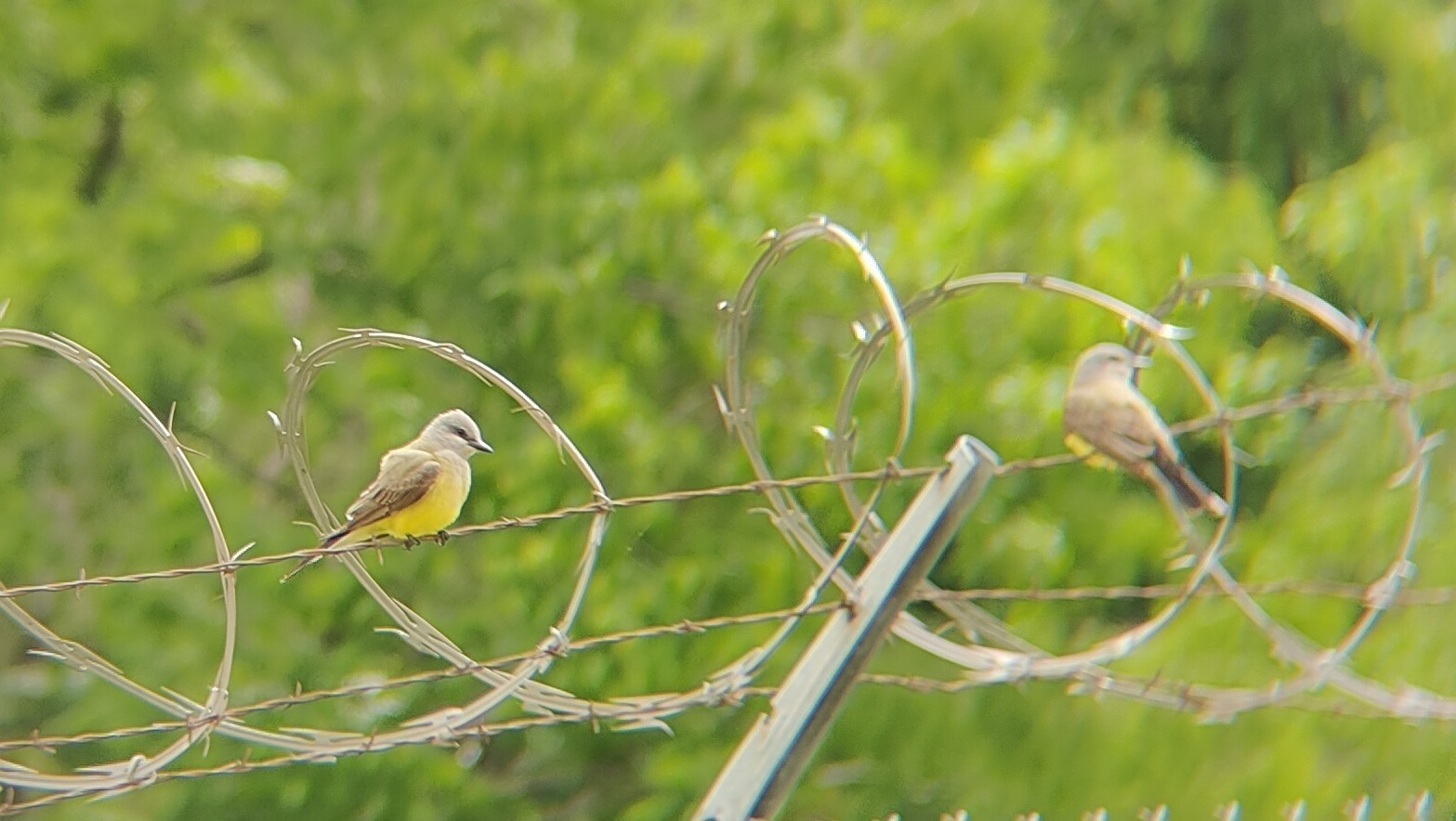西王霸鹟(Western Kingbird) @Stockyards