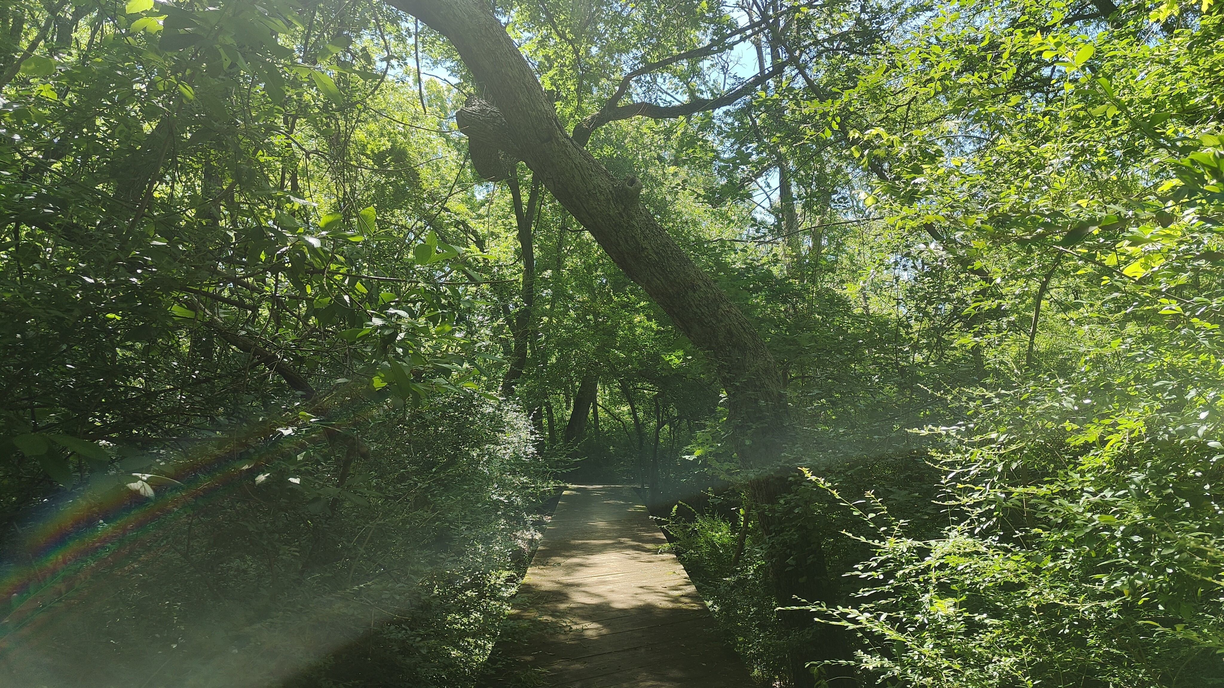 Wild Plum 这条步道的景观