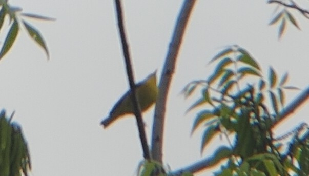 黑头威森莺(Wilson’s Warbler) @Kelley Park
