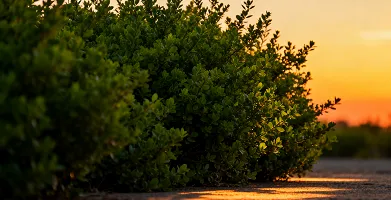 Drywood Echo Sound Bath