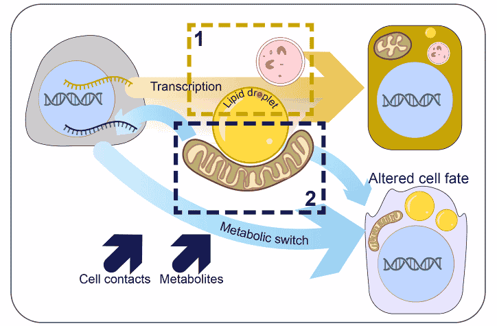 [Lecture Note] Metabolic signaling in cell fate decisions