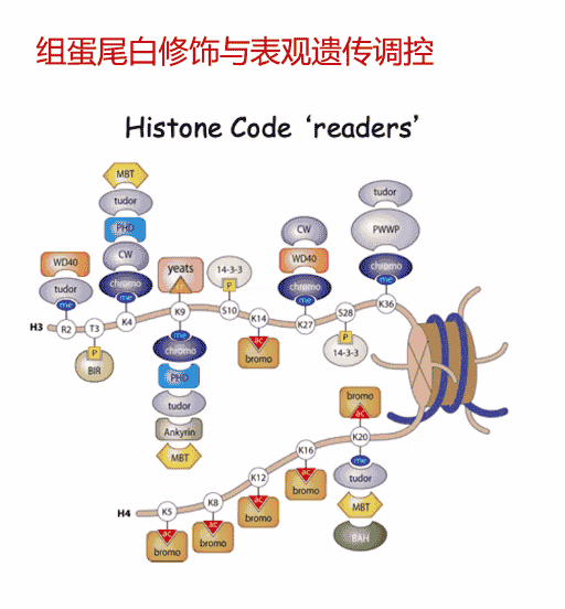 [Lecture Note] 核小体动力学性质及相互作用研究