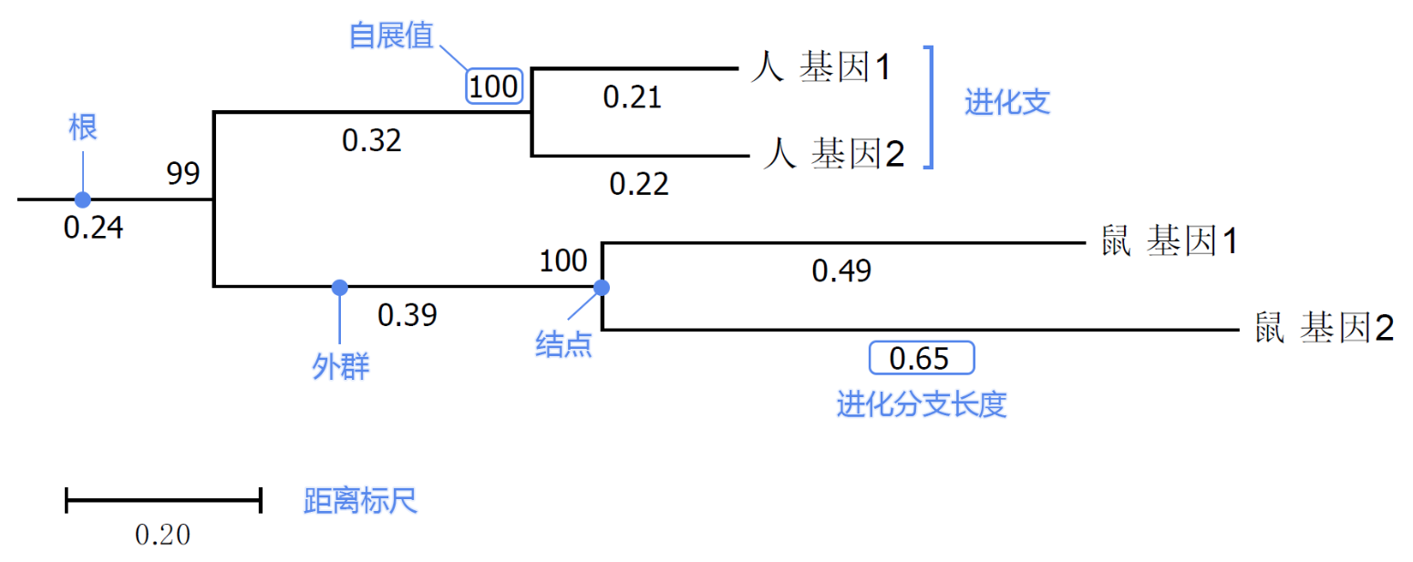 模拟一个项目，使用人和鼠的各两个基因做进化树