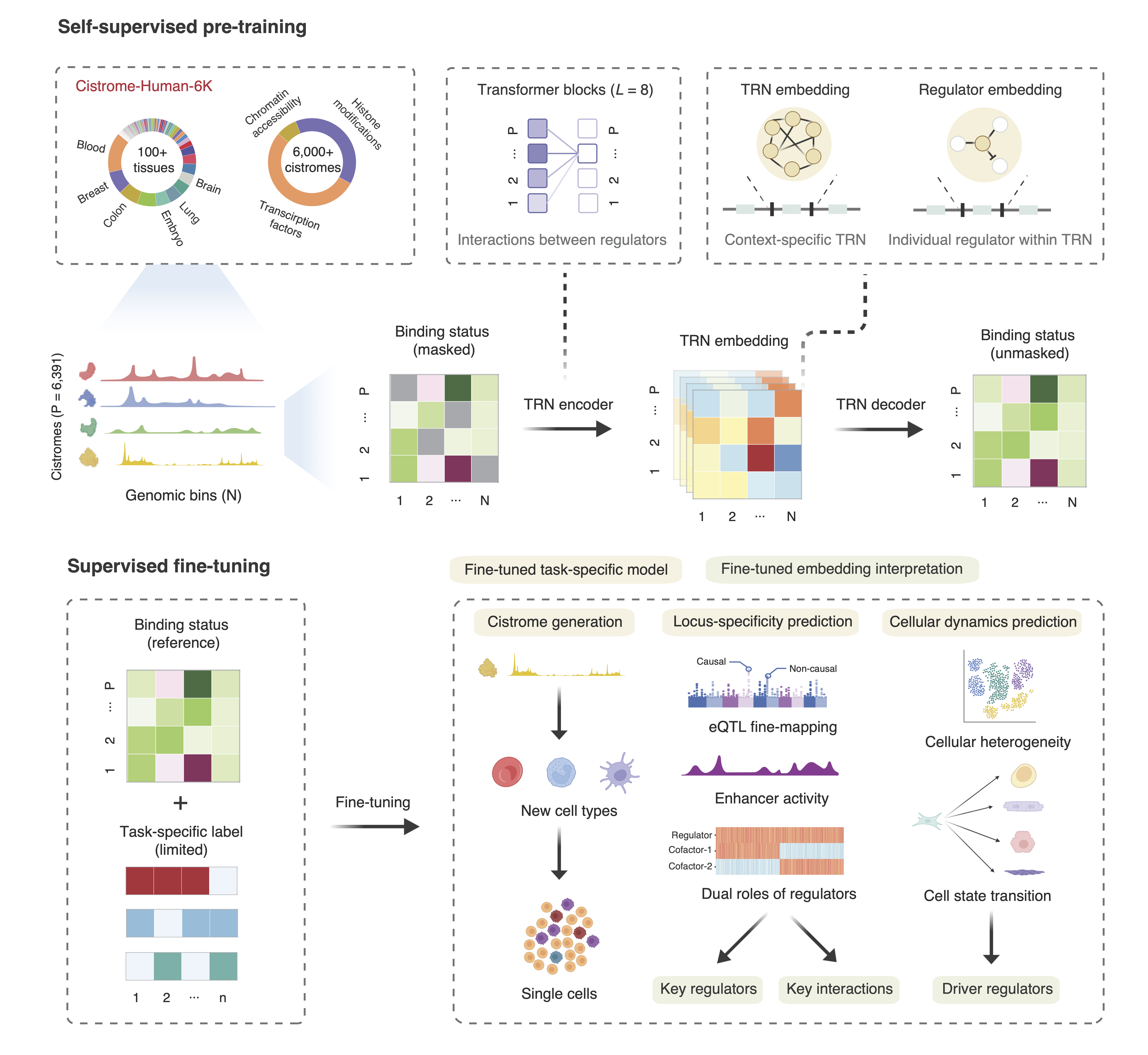 ChromBERT Framework