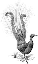 lyrebird