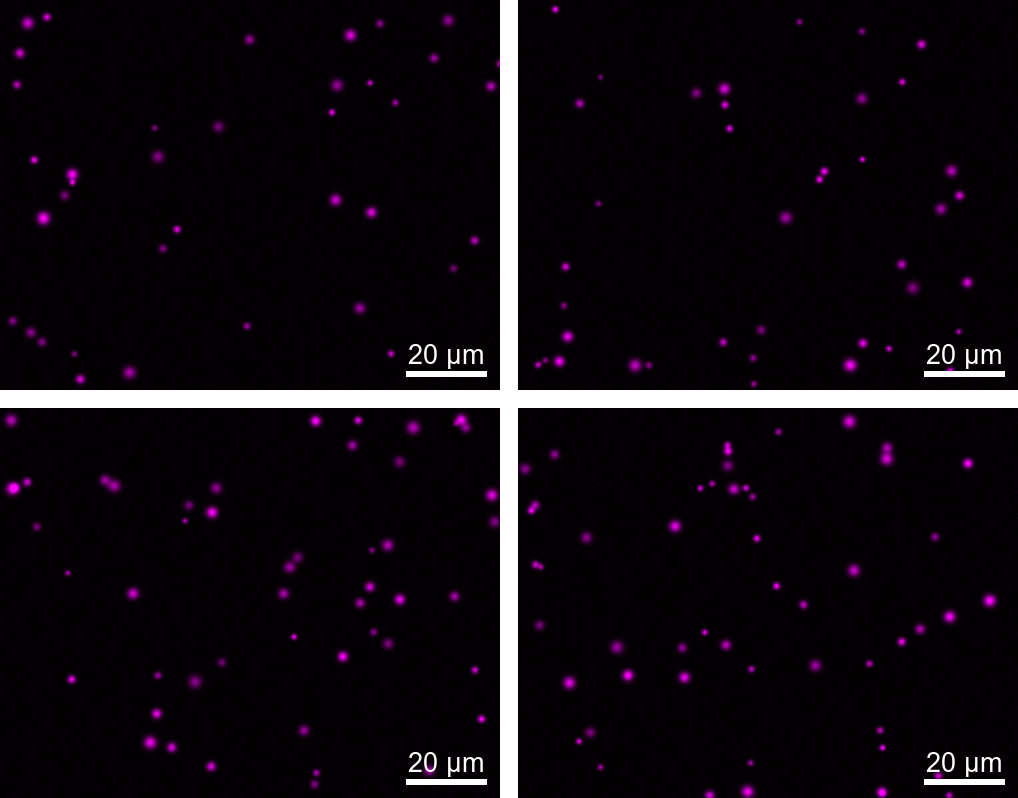 Standardized synthetic fluorescence montage