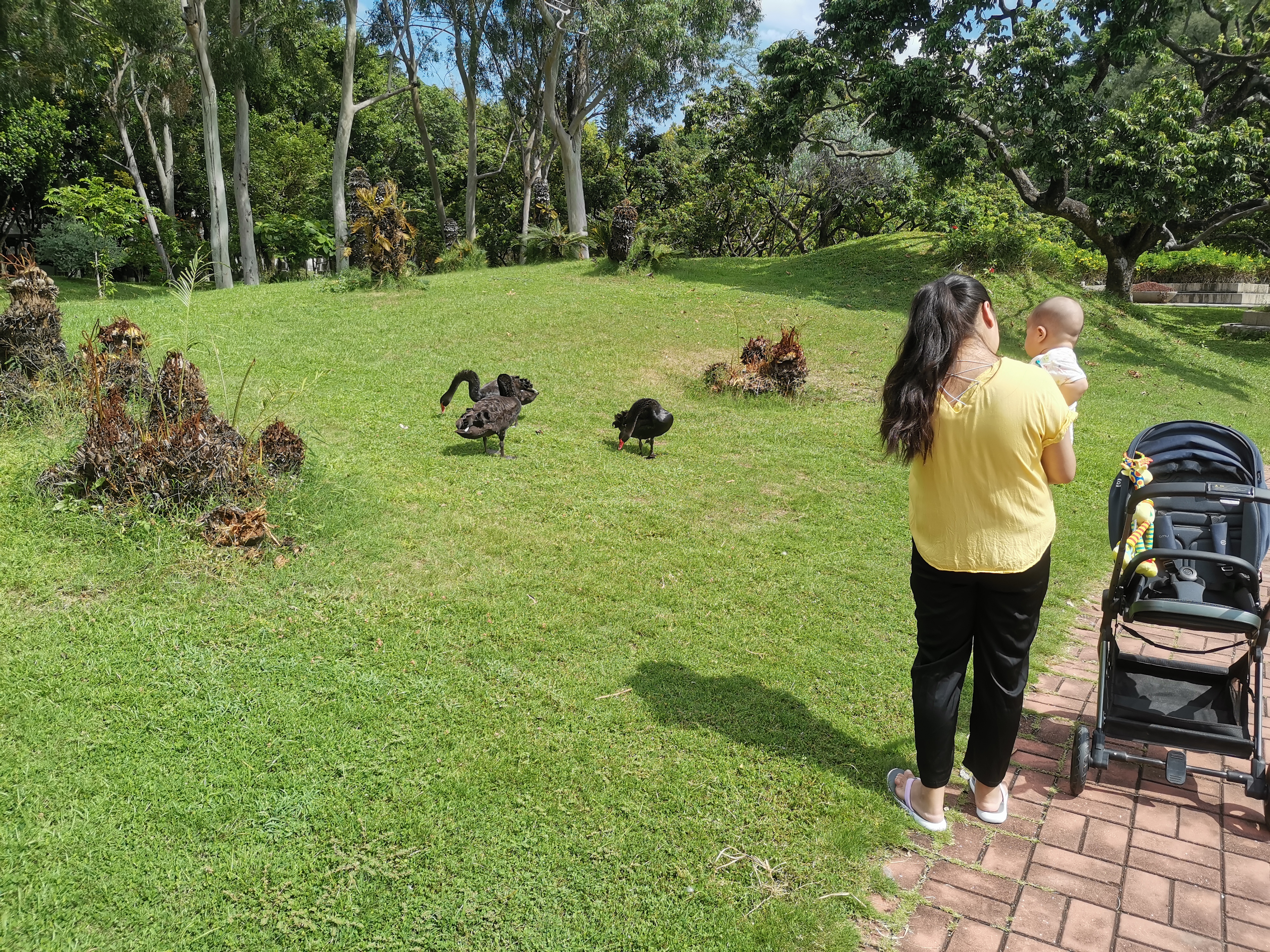 黑天鹅与人类幼崽
