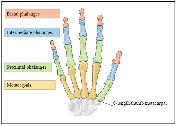 Finger Model