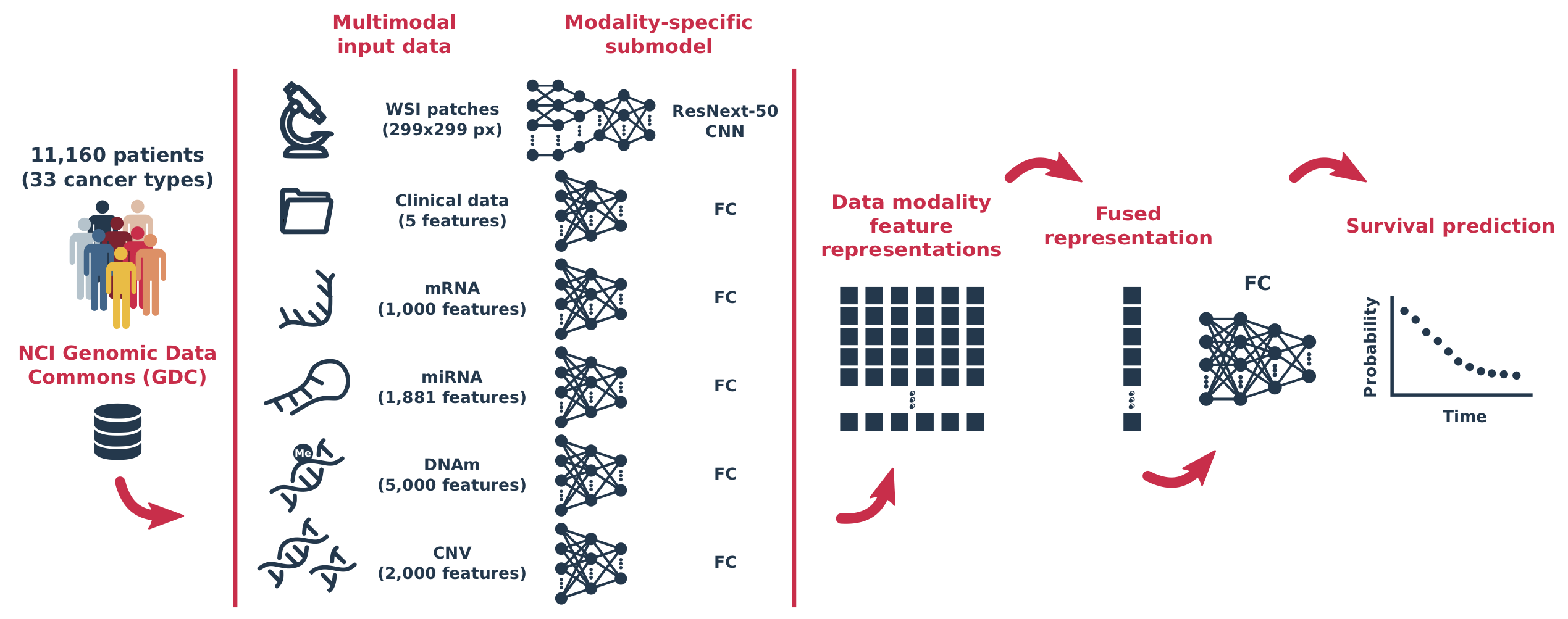 MultiSurv architecture