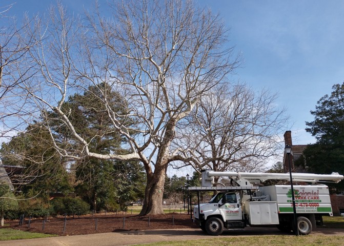 Colonial Tree Care work truck