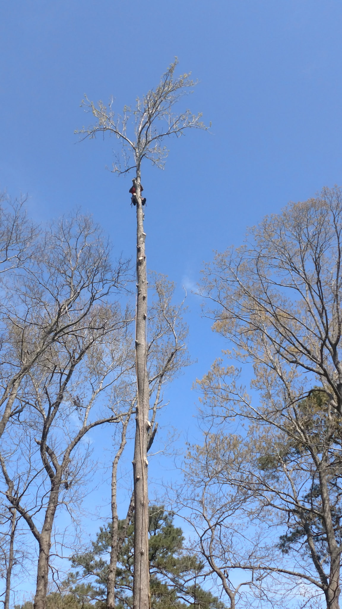 Tree removal truck serving Chesapeake, VA