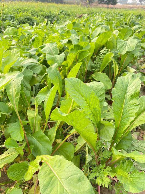 Organic Farm