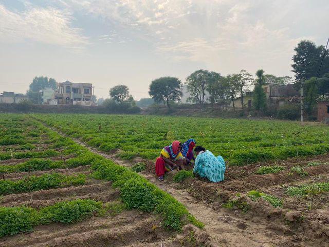 Agriventure Certified Organic Farm