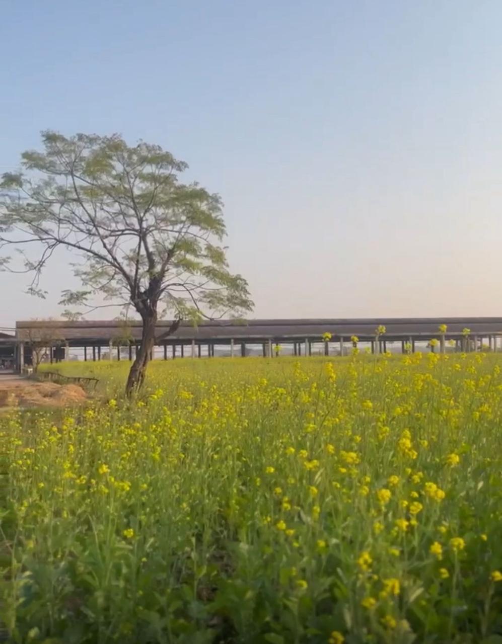 Wheat, Turmeric and Mustard Fields