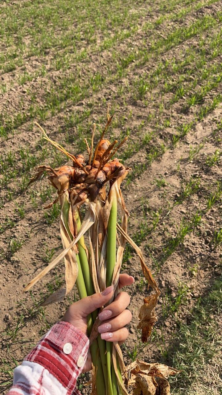 Farm to Table Traceability