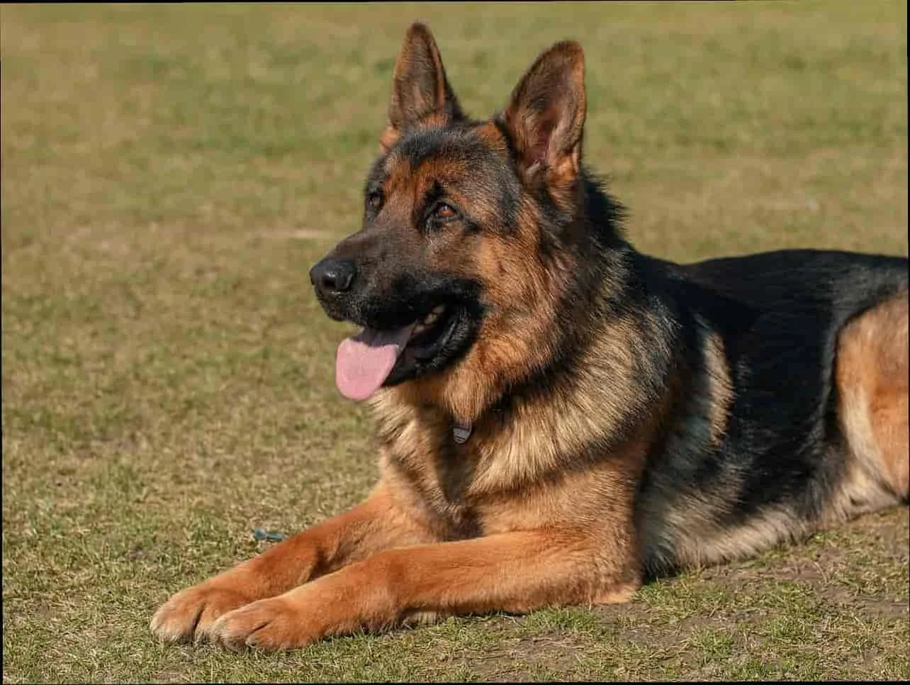 German Shepherd Dog Breed Guide（characteristics of large working dog）