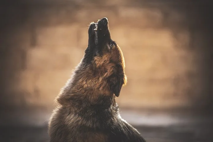 Why Does My German Shepherd Howl? ( And How To Stop!)