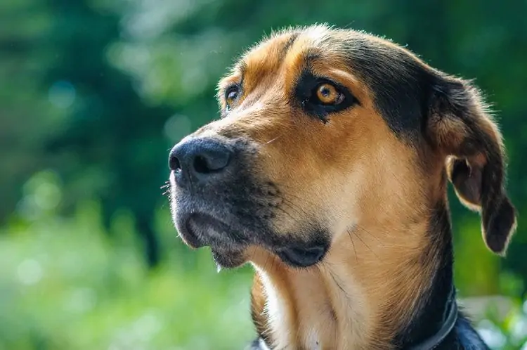 The 6 most popular German Shepherd mix breeds