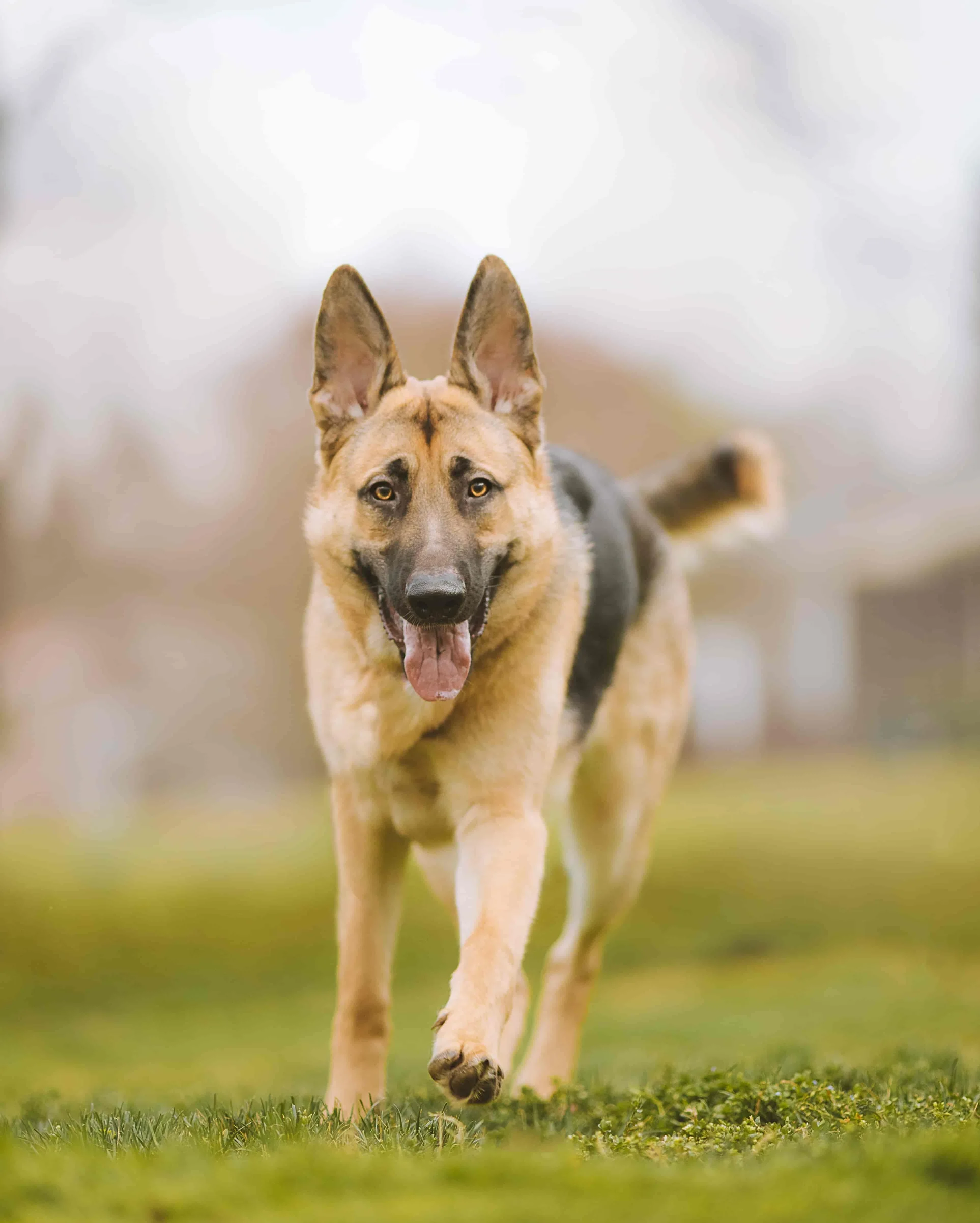 New_New_Train-German-Shepherd-Come-When-Called