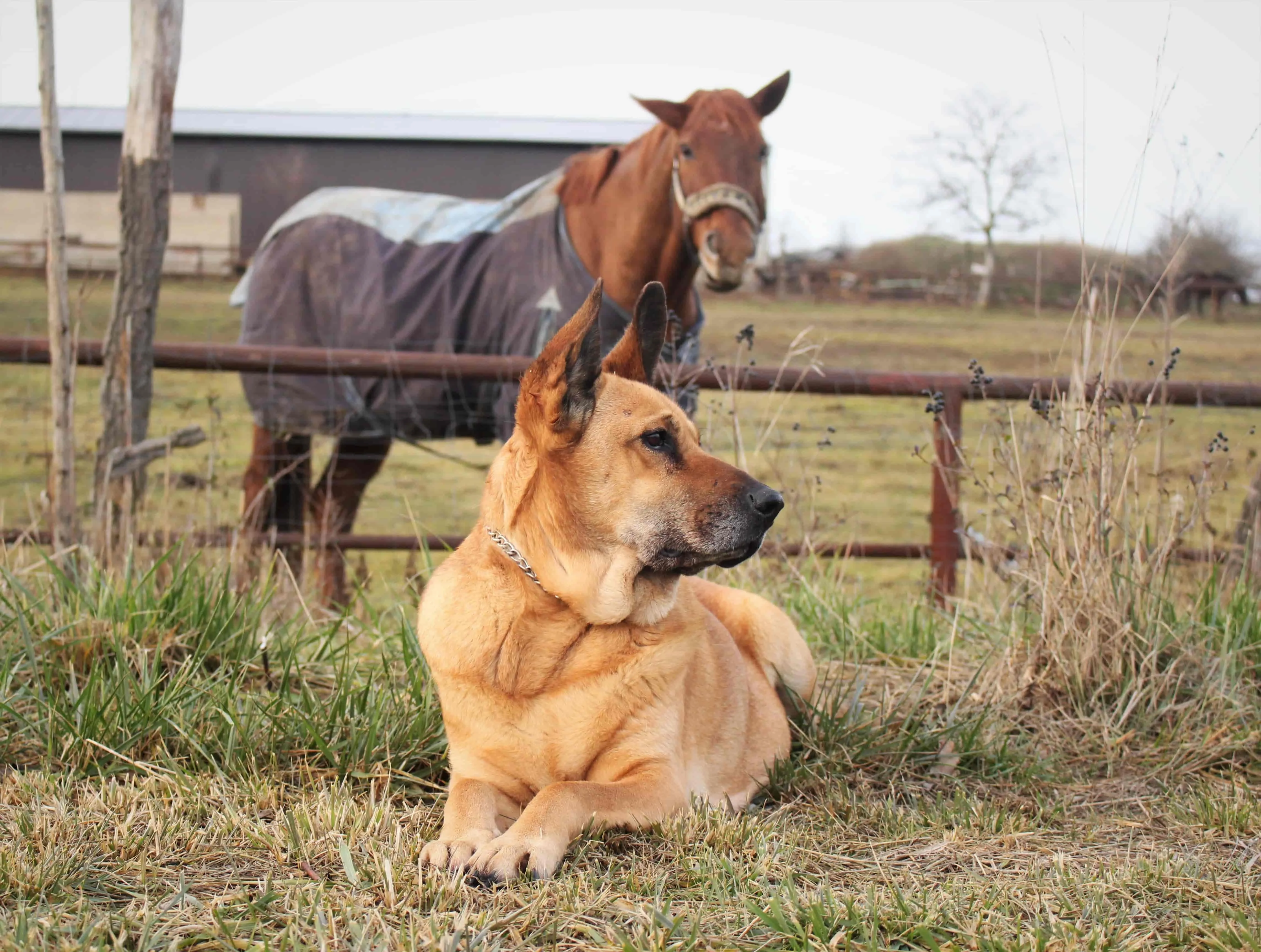 _German-Shepherd-wolf2