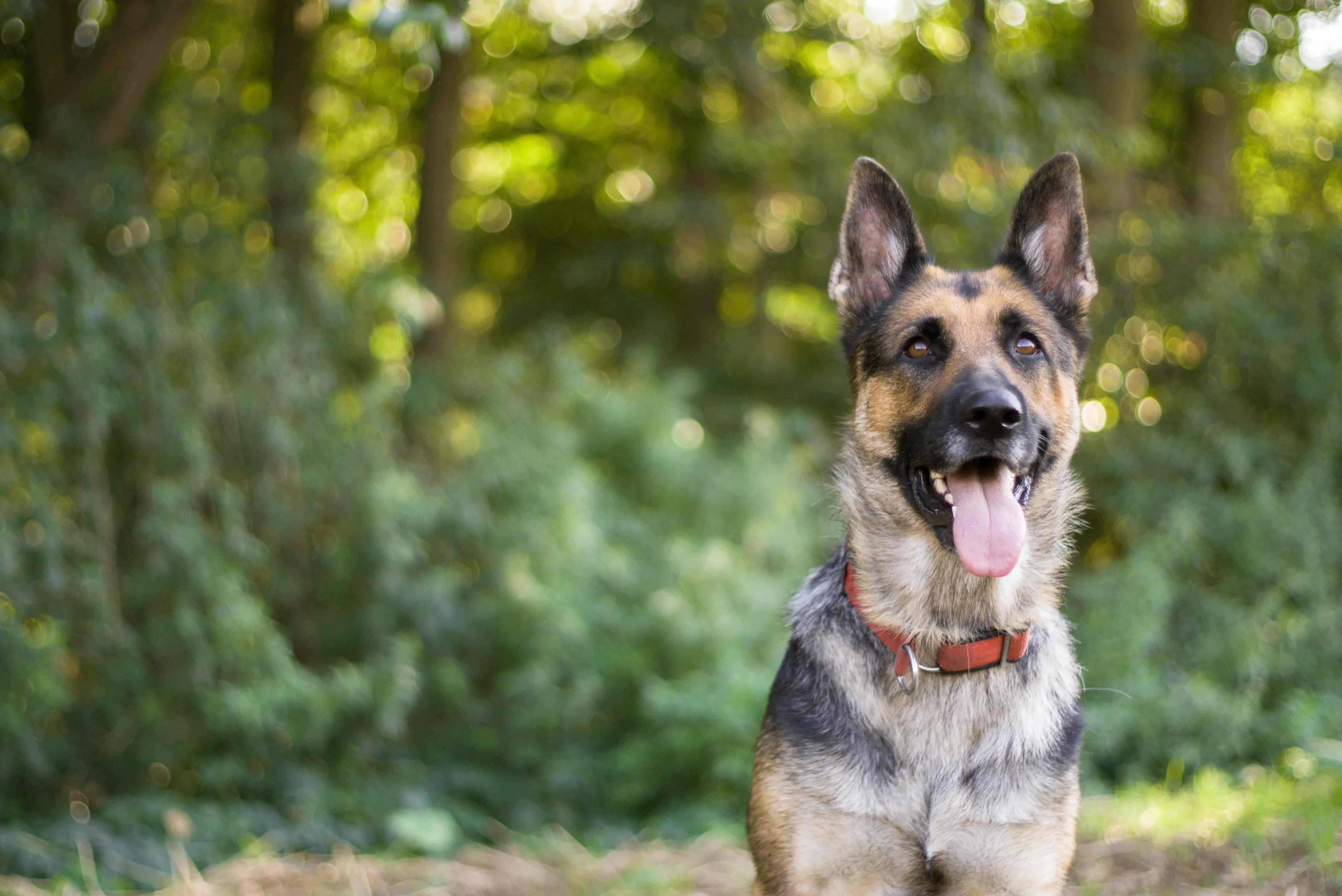 How to Train a German Shepherd? - Easy Beginners Guide