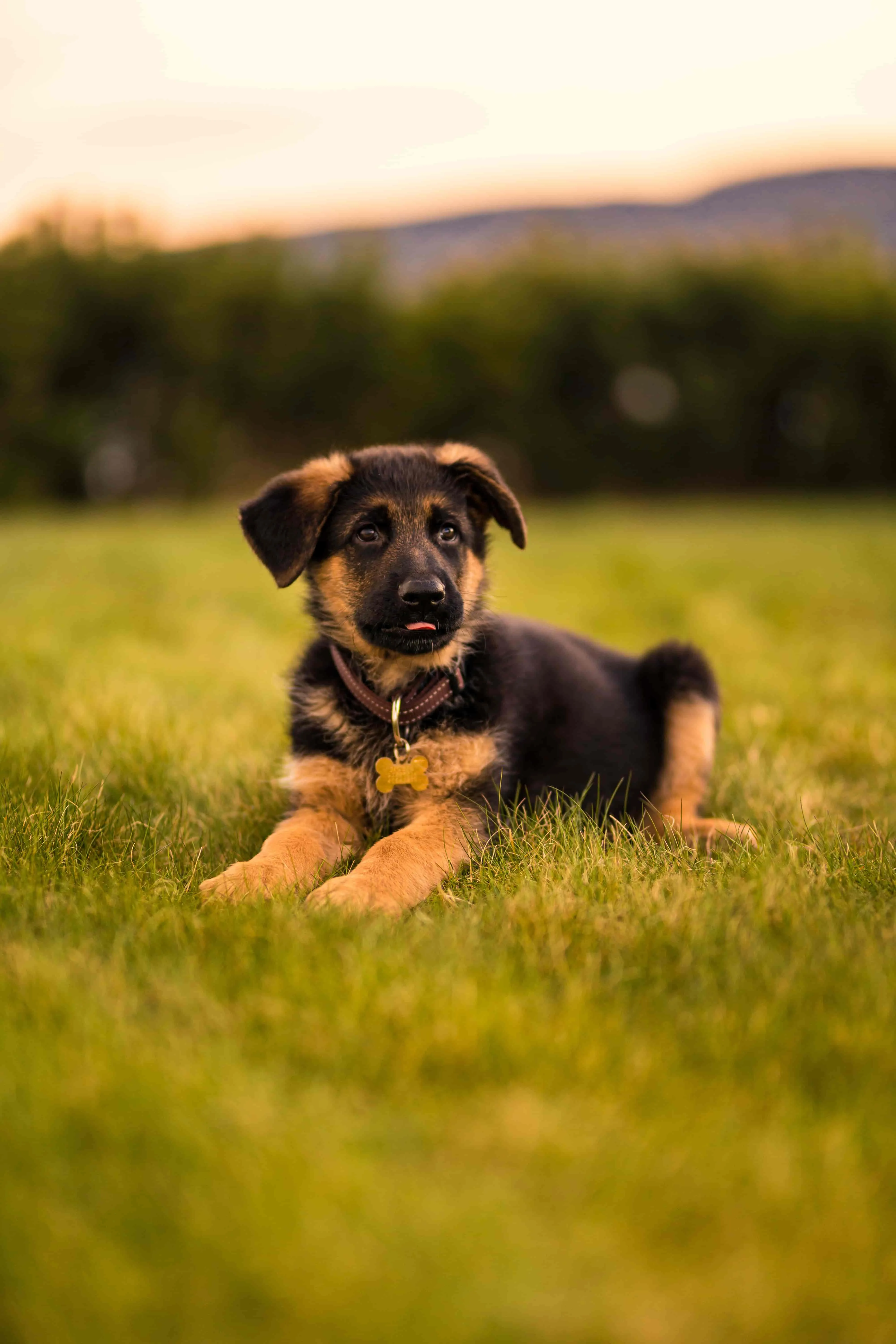 adopt-German-Shepherd1