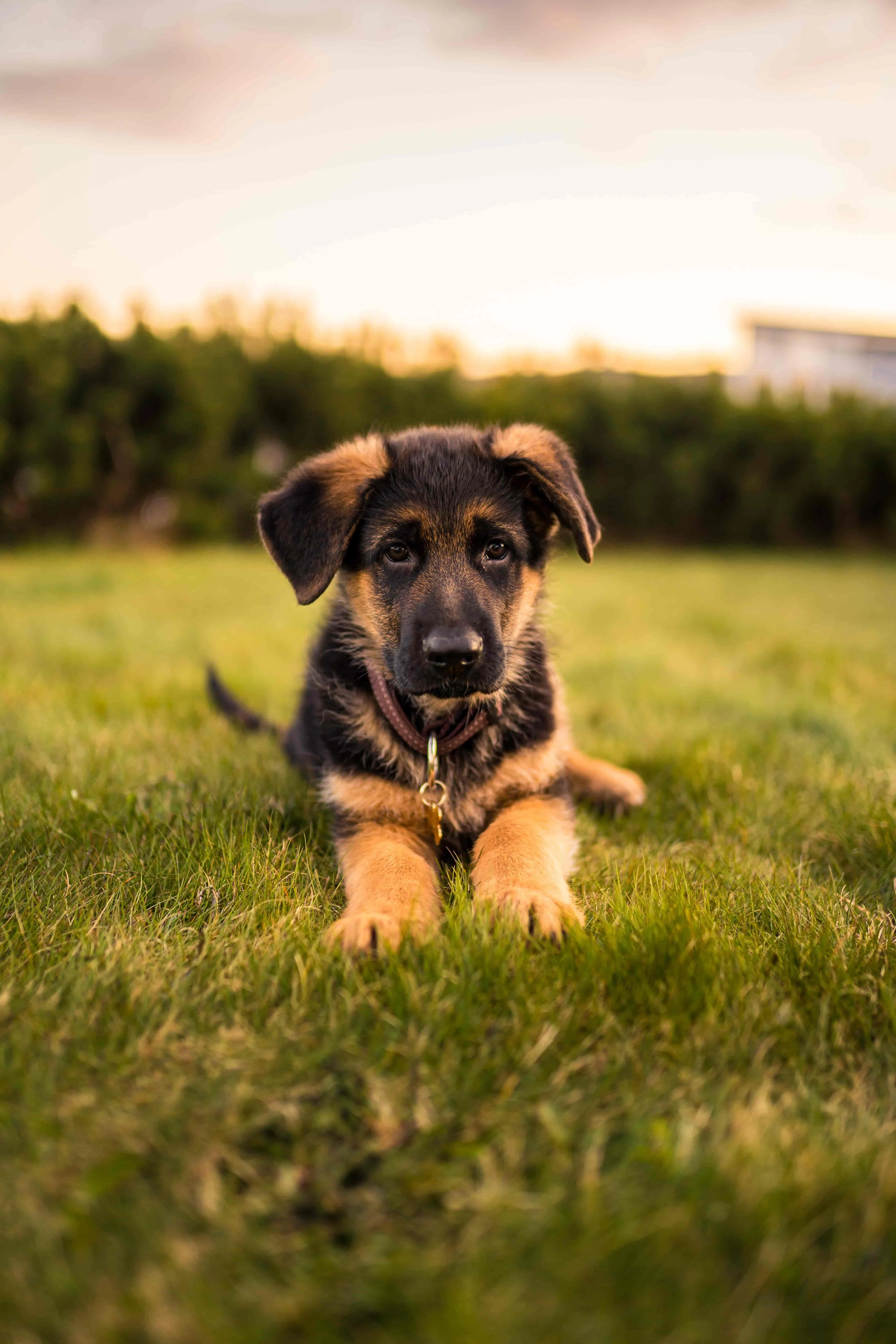 adopt-German-Shepherd2