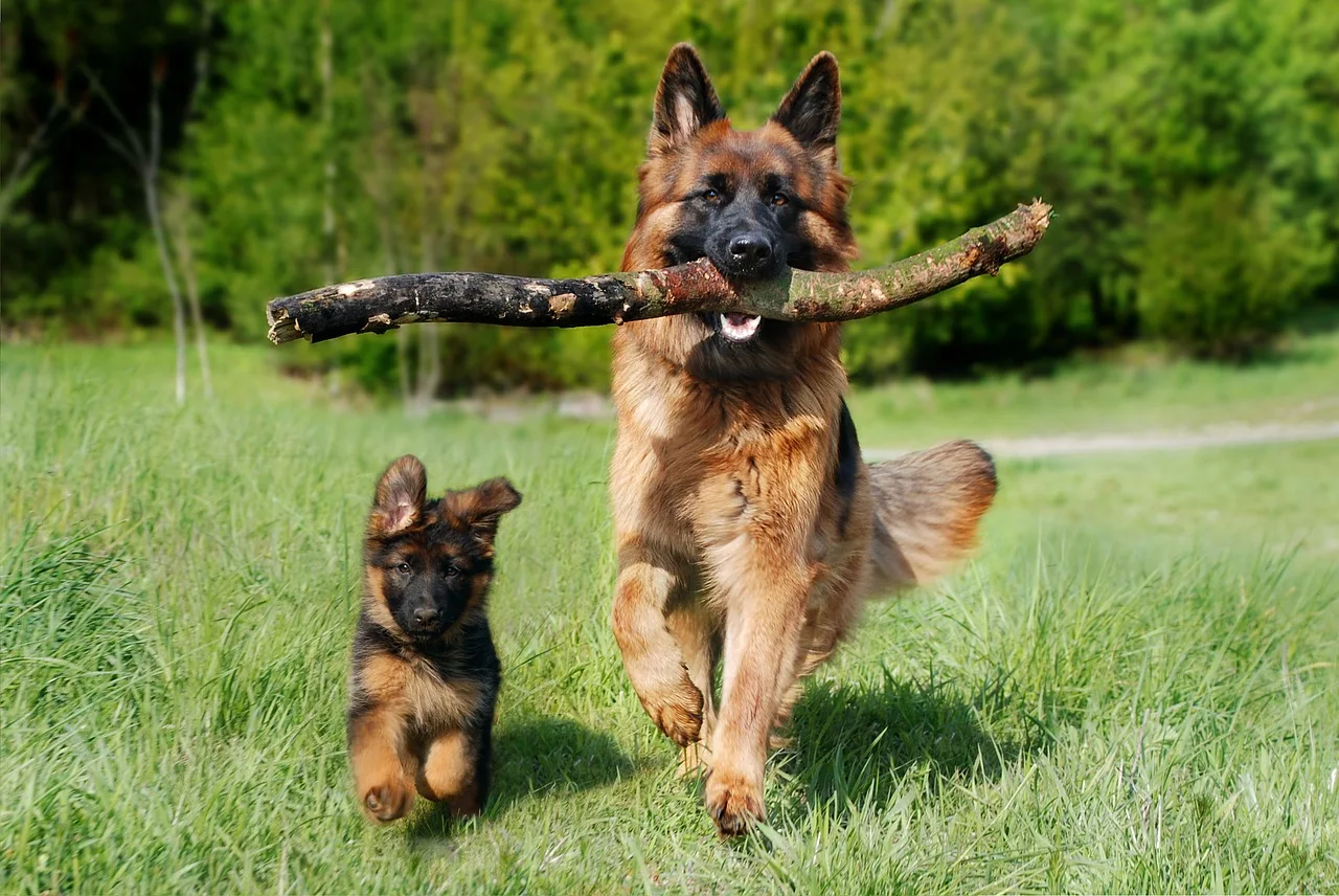 What You Need To Know Before Buying A German Shepherd GSD101